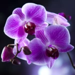 Logo of Orchids Live Wallpaper android Application 